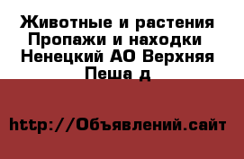 Животные и растения Пропажи и находки. Ненецкий АО,Верхняя Пеша д.